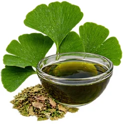 Extracto de Ginkgo Biloba